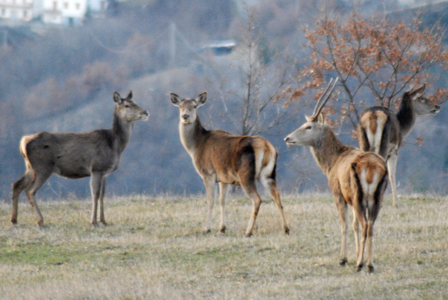 PASSIONE PER IL CERVO